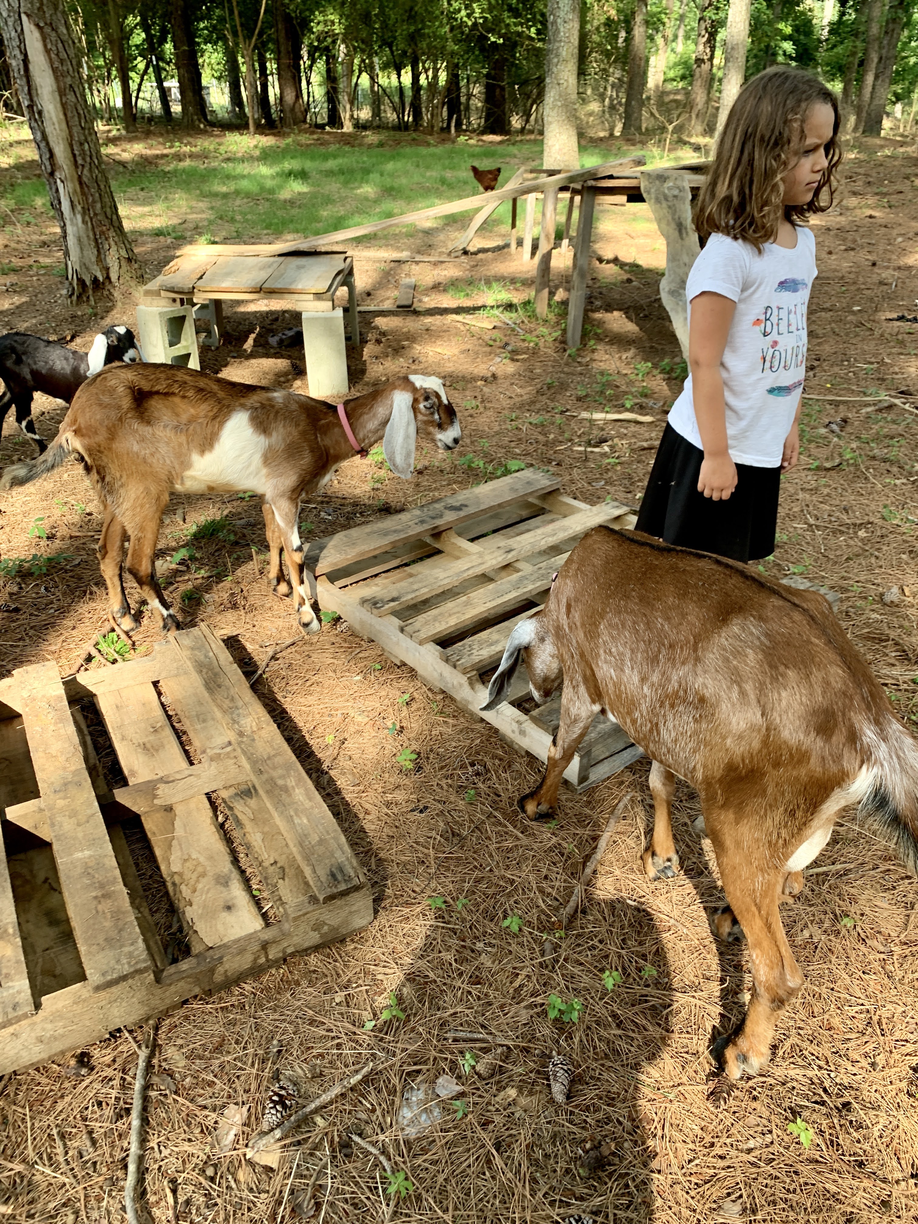 goat building adventures